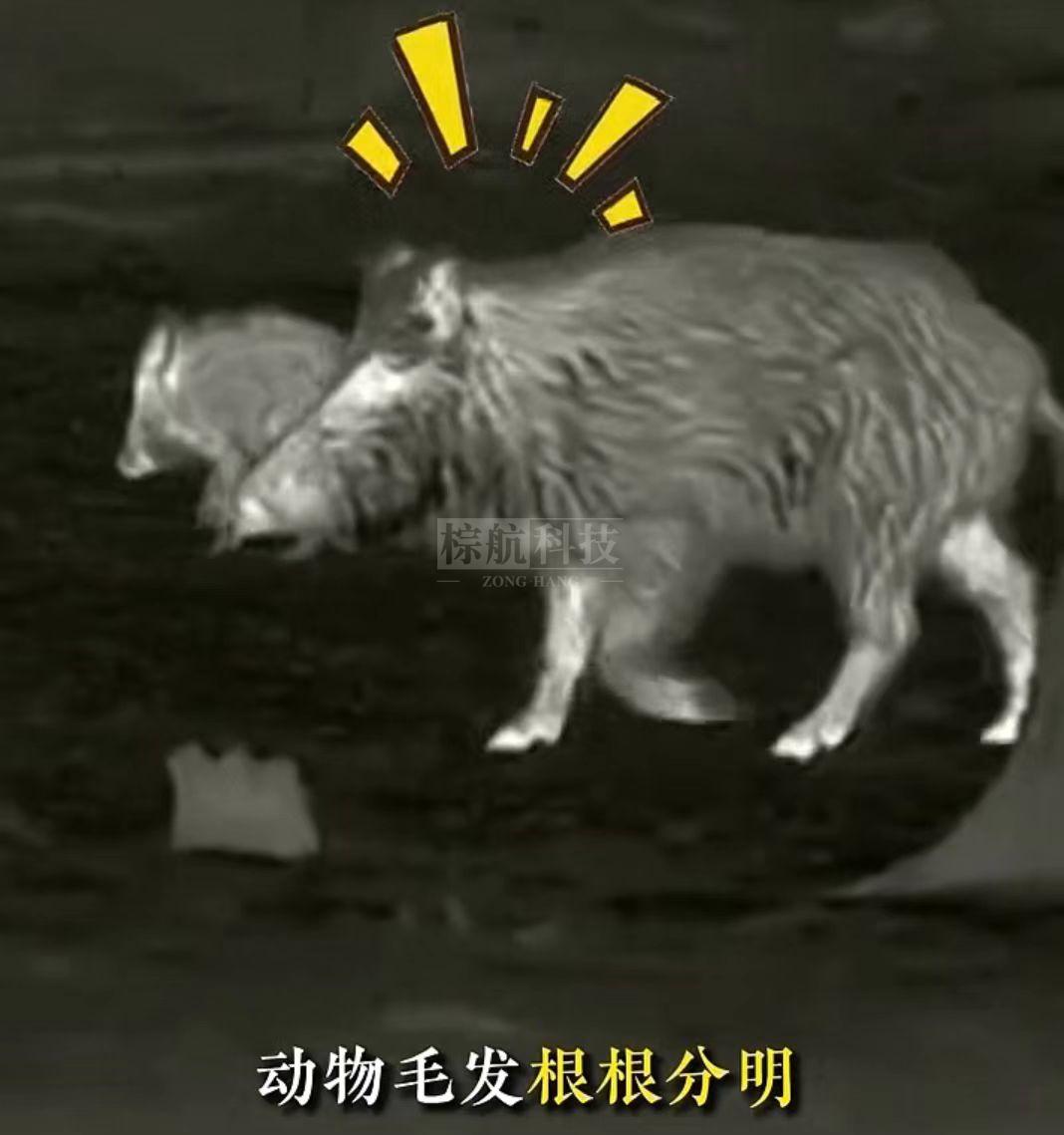 毛发2.jpg